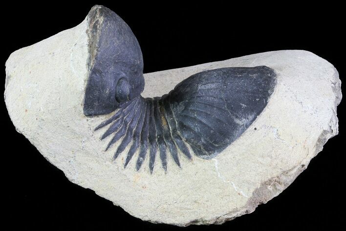Paralejurus Trilobite Fossil - Foum Zguid, Morocco #68607